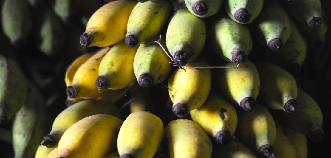 Sukkeli banan, organic banana, farm to plate, farmer, Malnad food