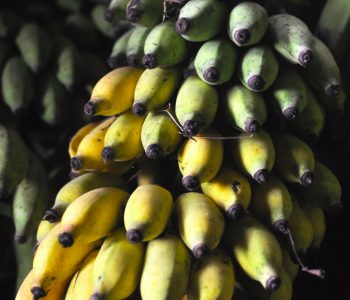 Sukkeli banan, organic banana, farm to plate, farmer, Malnad food